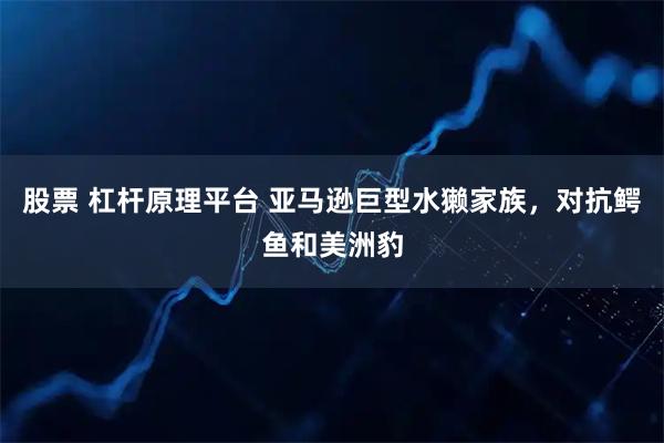 股票 杠杆原理平台 亚马逊巨型水獭家族，对抗鳄鱼和美洲豹