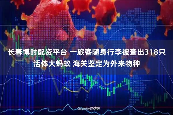 长春博时配资平台 一旅客随身行李被查出318只活体大蚂蚁 海关鉴定为外来物种